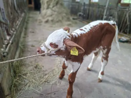 Bio Pustertaler Sprinzen x Fleckvieh