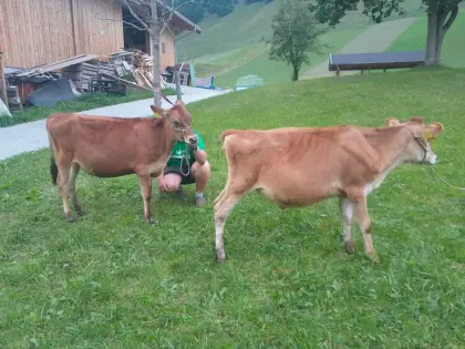 Kälber zu verkaufen