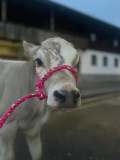 Verkaufe Blum Kalb