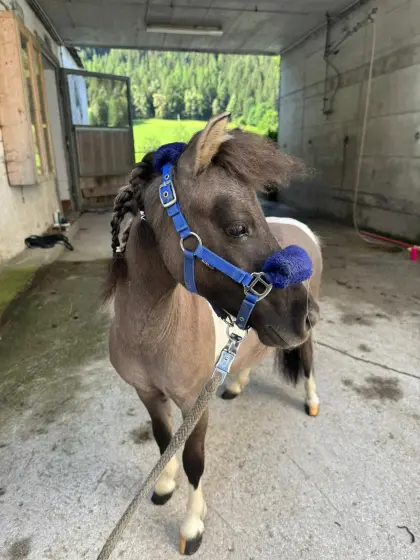 Lausdirndl v. Postgut, Mini-Shetlandpony-Stute
