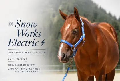 Quarter Horse