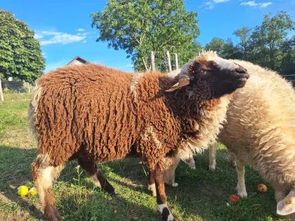 Waldschaf-Jungbock und Jungschaf