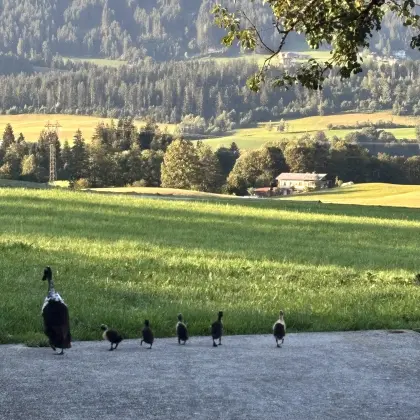 Laufenten suchen ein Zuhause