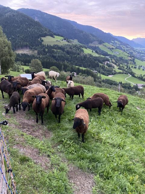 Lämmer und Schafe zu verkaufen