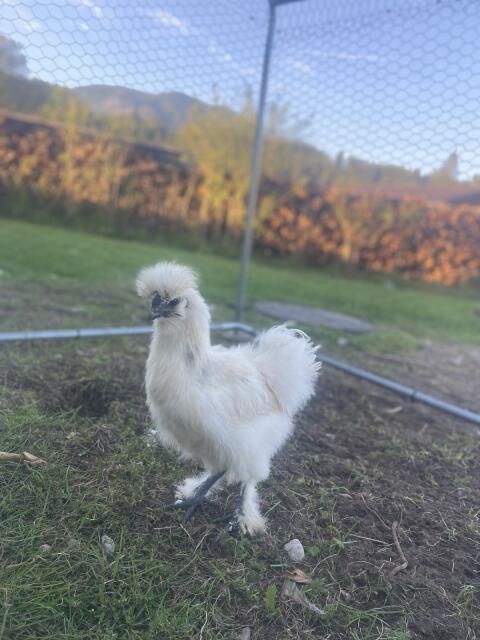 Seidenhahn Fluffi zu vergeben