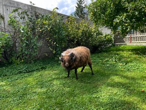 Quessant, Zwergschaf-Widder