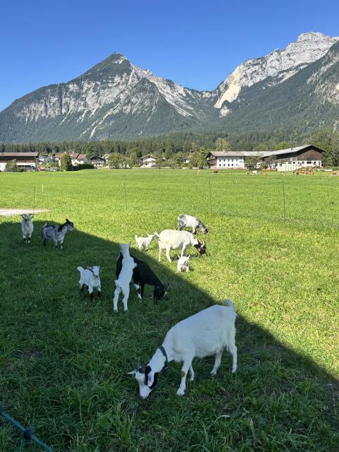 Zwergziegen
