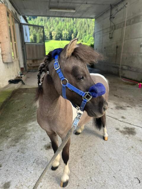 Lausdirndl v. Postgut, Mini-Shetlandpony-Stute