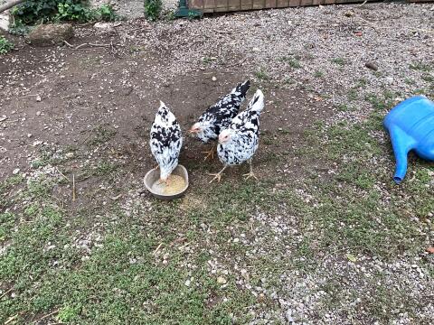 1 Exquecker Leghorn Henne aus 2026
