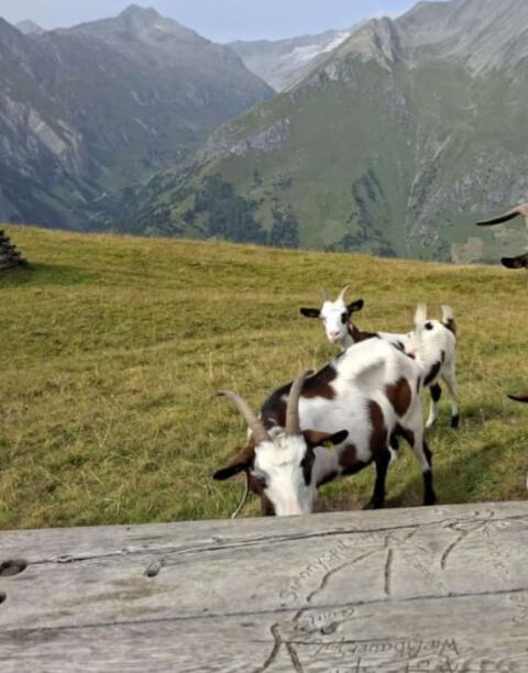 Tauernschecken-Ziege mit Kitz