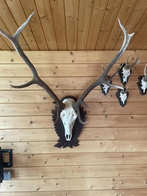 Jagdtrophäen - Hirsch, Rehbock, Wildschwein
