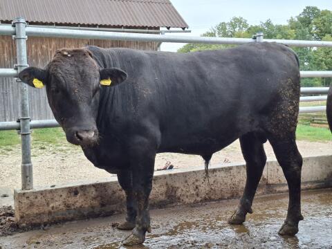 Wagyu Zuchtstier Karlo V: Mr. Karate