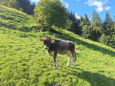 Original Tiroler Grauviehkalb, BIO, weiblich