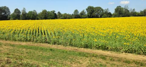 Bio-Sonnenblumenkerne HIGH-OLEIC