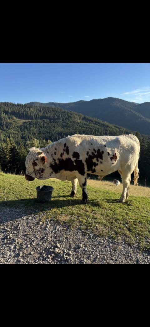 Pustertaler Sprinzen Stier