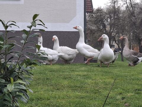 Gänse