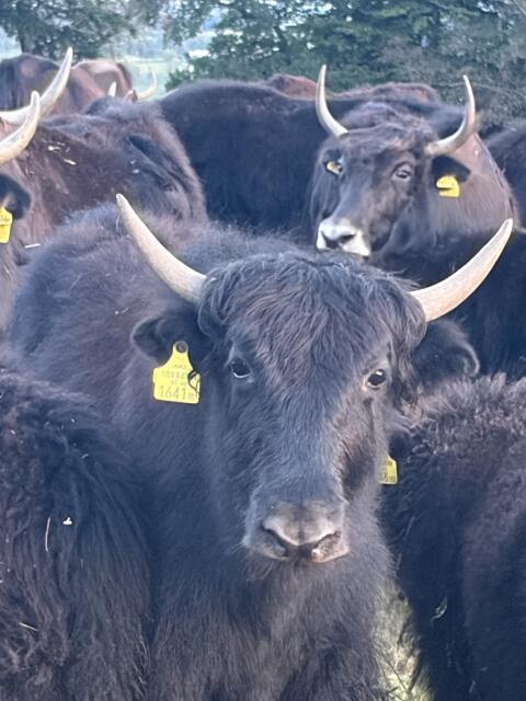 Yak-Kälber