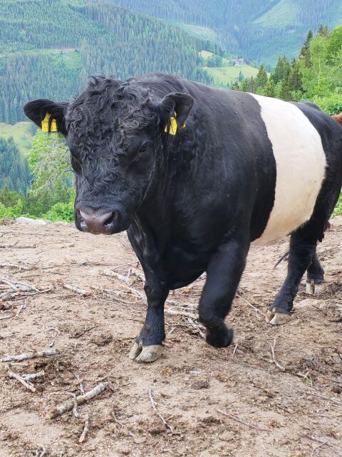 Galloway Belted Stier