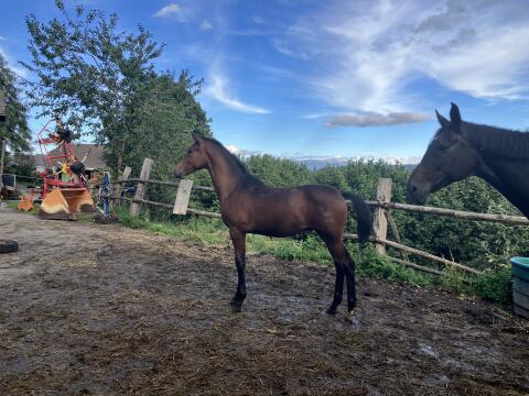 Elite-Hengstfohlen von Grey Tonic, österr. Warmblut