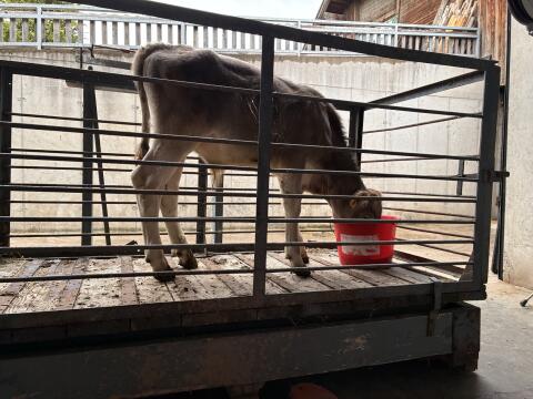 BIO Brown Swiss Braunvieh Stierkalb