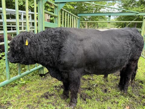 Galloway-Bulle