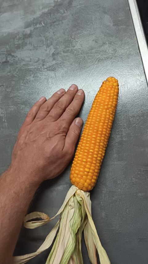Silomaisballen