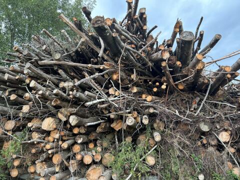 Hackschnitzel, Hackgut, Holz