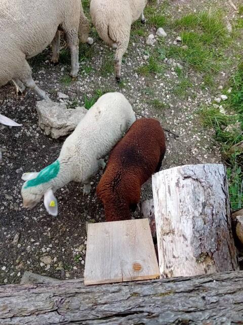 3 Lämmer plus Alttier (im Paket) zu verkaufen