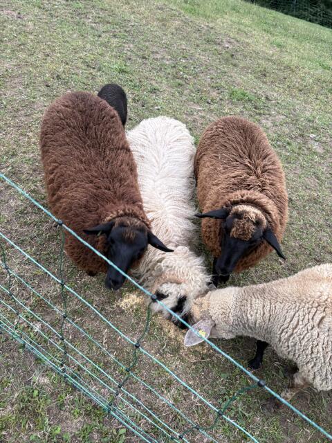 Jura x Blackface Auen, 2 Stk.