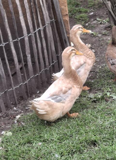 Verschiedene junge Enten vom Frühjahr zu vergeben