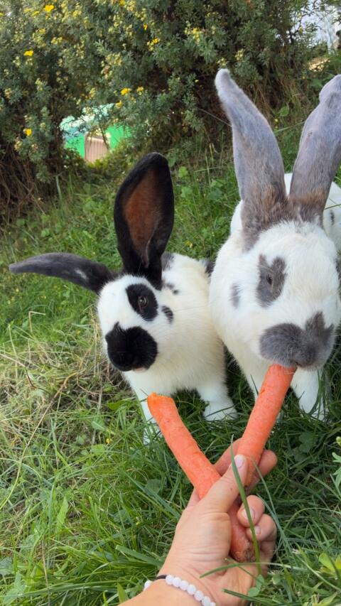 3 riesige Hasen