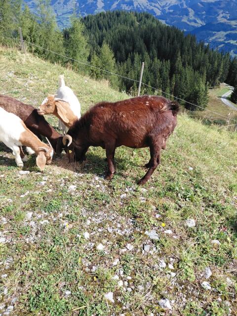 Burenziegenbock