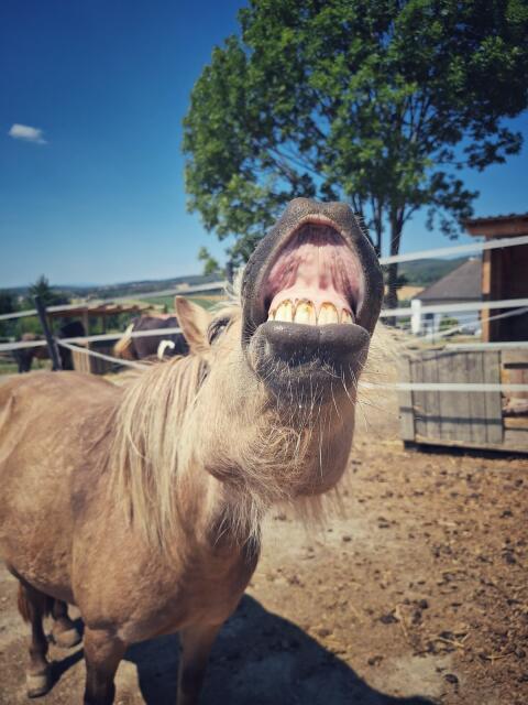 Suchen Ponyfreund/in für Bella, dringend