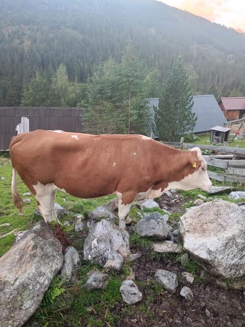 Bio FV Kalbin, trächtig