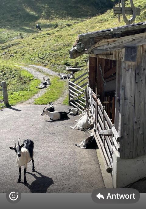 Pfauenziegen, 6 weibl. Zuchttiere