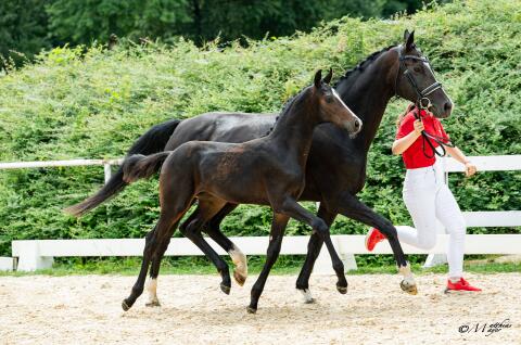 Fabiano LA, Österr. Warmblut Hengst