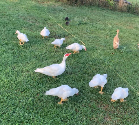 Enten