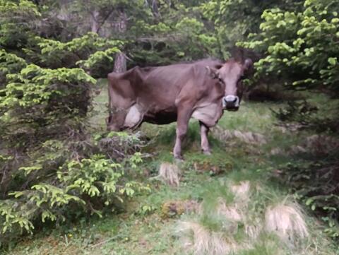 Braune Ausmelkkuh