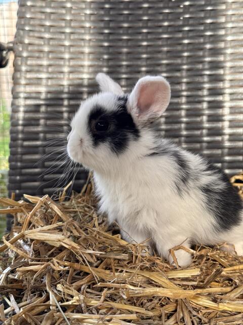 Mini Lop, Zwergwidder