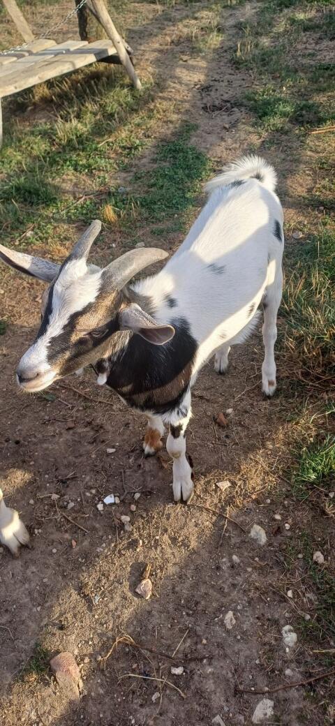 Ziegenbock, 4 Monate alt, Rasse Saanen