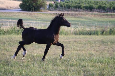 Welsh Cob Hengstfohlen