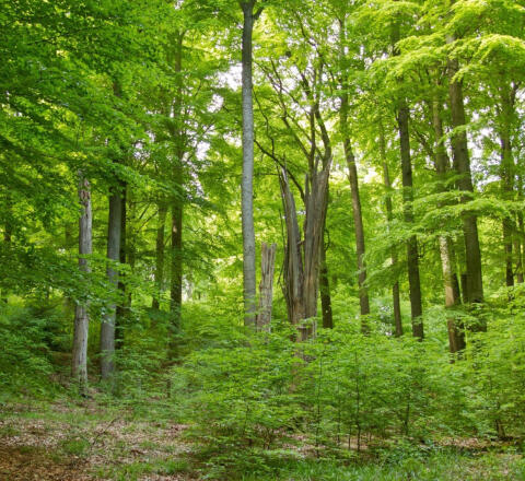 Suche Wald zu kaufen