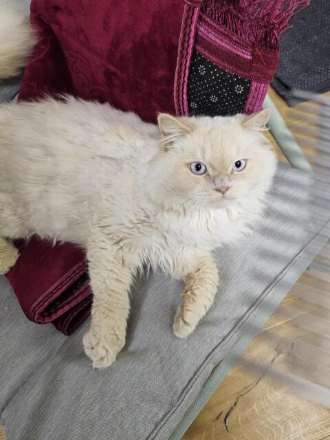 Britisch-Langhaar-Kater Leo, verschmuster Herzensbrecher