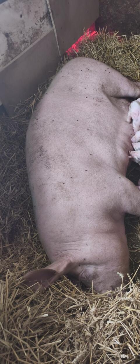 Schwein
