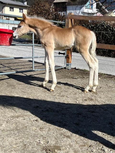 Haflinger Hengstfohlen
