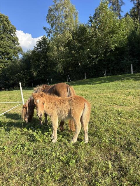 Minishetty Hengstfohlen