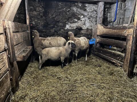 Braun geschecktes Bergschaf