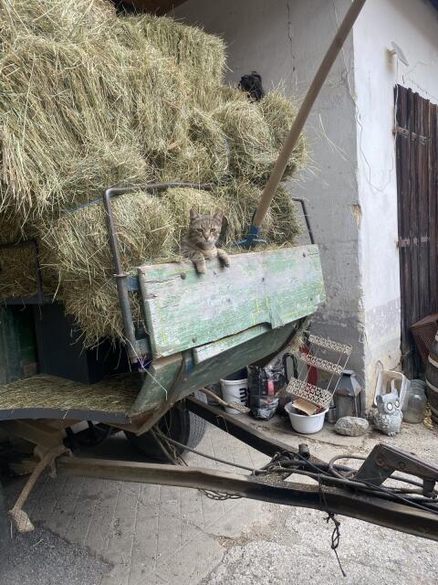 Heu in Kleinballen