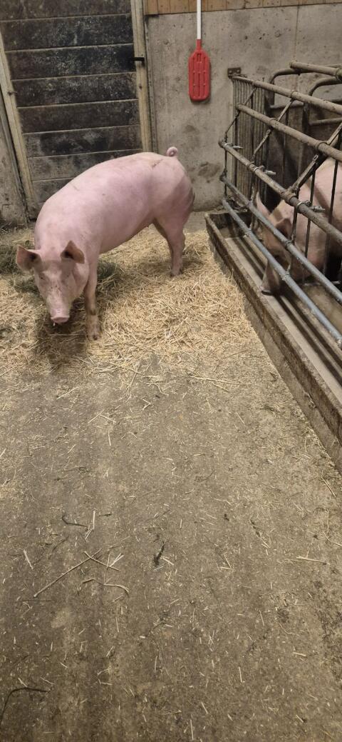 Edelschwein Jungeber