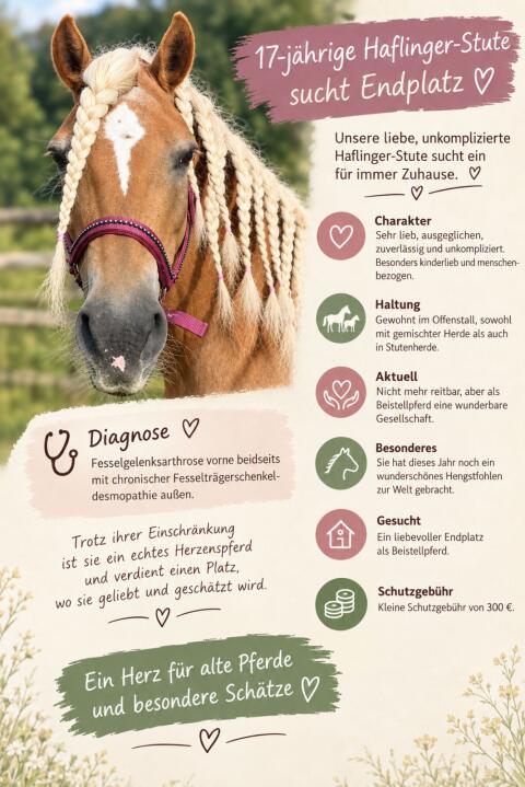 Beistellpferd